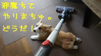 邪魔してやるぅ