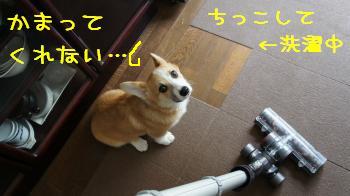 かまってくんない