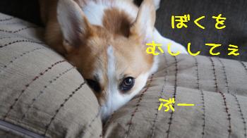 ぶー