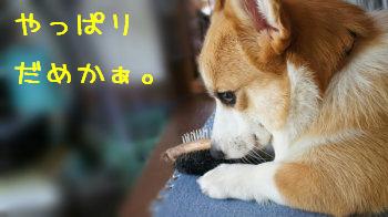 だめかぁ。