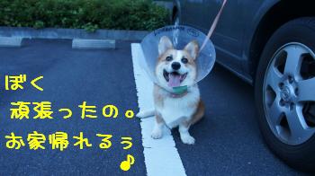 お家帰れる♪