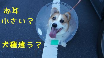 柴犬もどき
