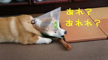 あれあれ??