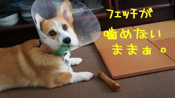 フェッチ噛めません・・・