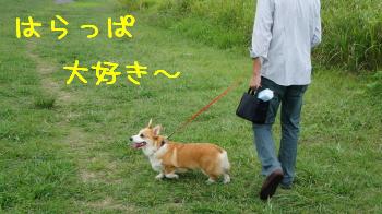 はらっは大好き