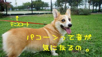 多摩川河川敷