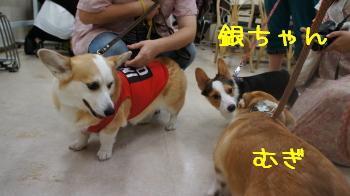 コギ密度高し