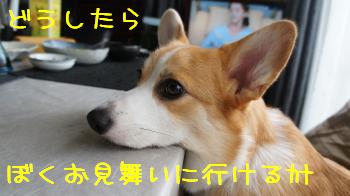 悩む麦さん