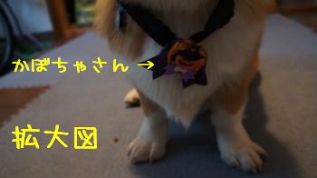 こんなんなってます