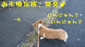 枝発見♪