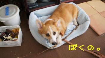マイ枝