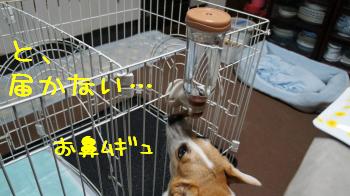 鼻つぶれ