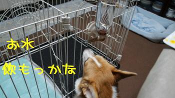 お水・・・