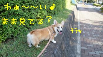 はいはい見てます