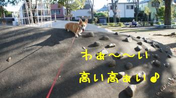 高いの大すき