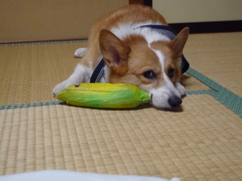 宝物のコーンさんと
