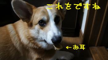 遊び方