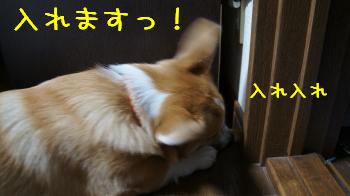 入れます。