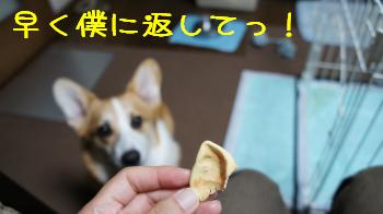 必死です。