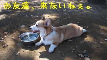 来ないねぇ。