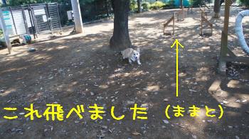 初☆ハードル