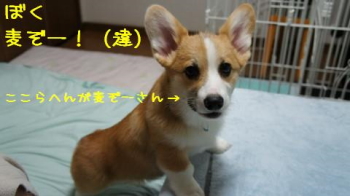 麦ぞーさん