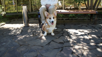 僕は麦♪