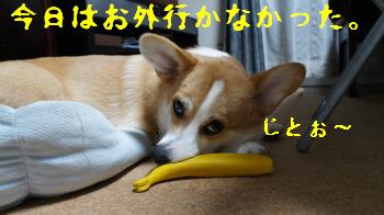 ふて腐れわんこ