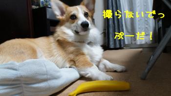 撮影拒否