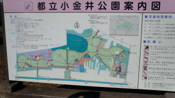 小金井公園