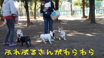 ふれぶる祭り