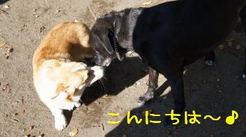 黒ラブちゃんとご挨拶