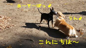 ミニピンちゃんとご挨拶