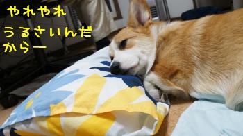 まったくもう。