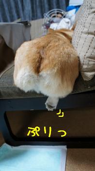 今日の麦っちり