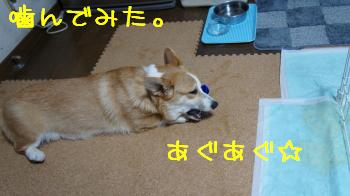 噛んでみる