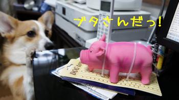 見つかった!