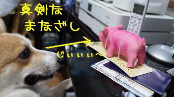 ガン見。
