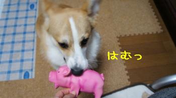 げっとです。