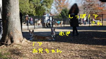 ノアお兄ちゃんと麦