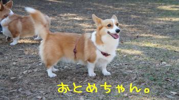 かわいいおとめちゃん