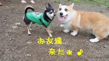 ②お友達来た♪