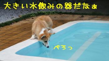 ⑭お水の器じゃありません