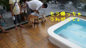 ⑫ゴールデンちゃんと