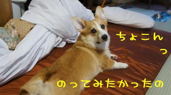 ③ぱぱのお布団