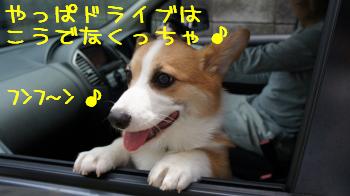 ⑯ドライブを楽しむ麦