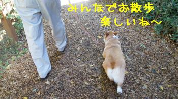 わっせわっせ
