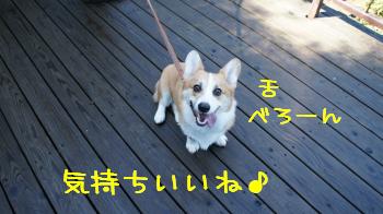 楽しい??