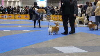 ⑩juniorくんのおちり