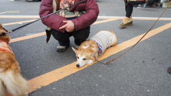 2 しらたまくん